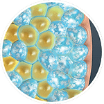 fat freezing cross section